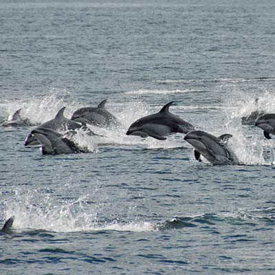 leaping dolphins