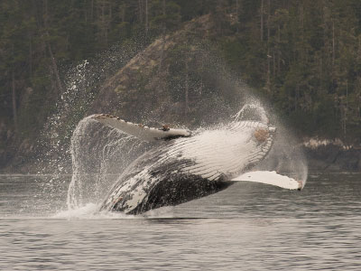 breaching humpback