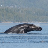 breaching-humpback-whale