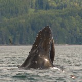 feeding humpback whale