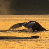 humpback in the sun set