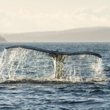 tail lobbing humpback whale