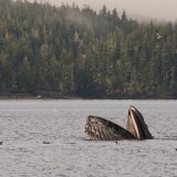 lunge-feeding-humpback