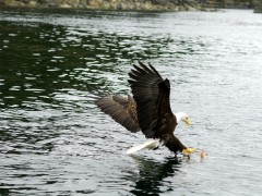 eagle catching dinner