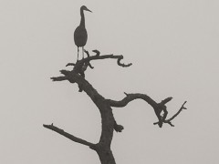 Heron in the tree