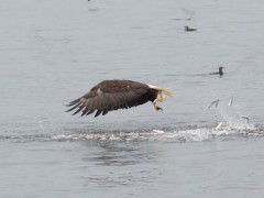 eagle going after fish