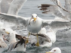 seagull with it's catch